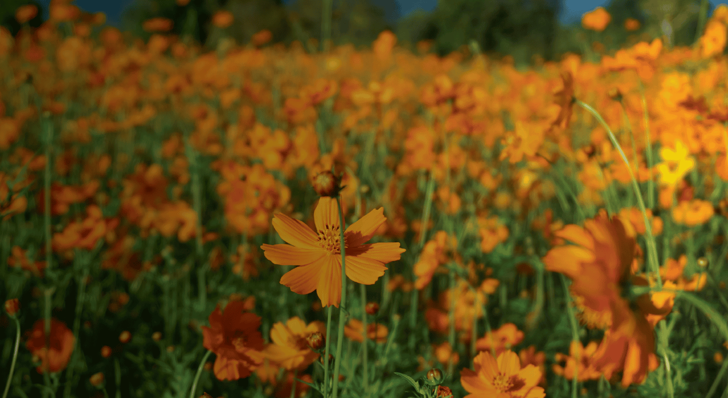 Background image of flowers in a field