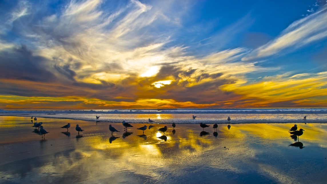 birds on beach at sunset