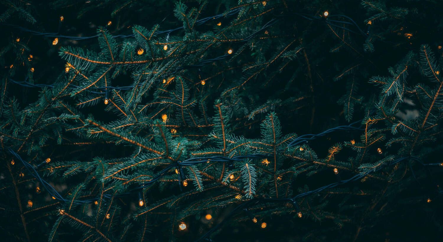 The Reason for the Nativity