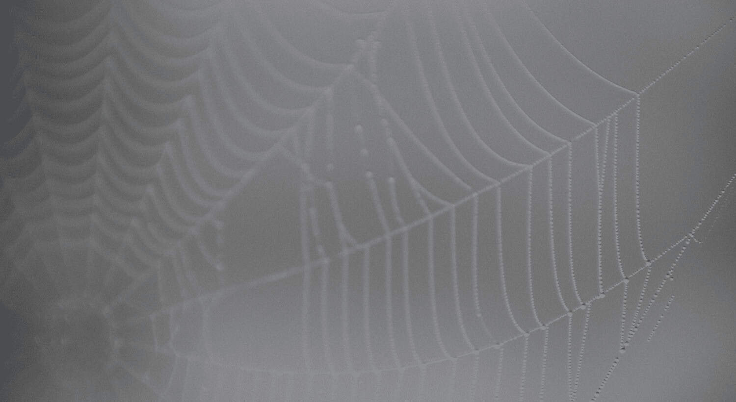 Leaning on a Spider’s Web